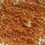 Organic Wheat Khapli