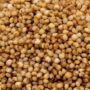 Organic Kodo Millet