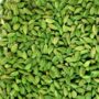 Organic Green Cardamom